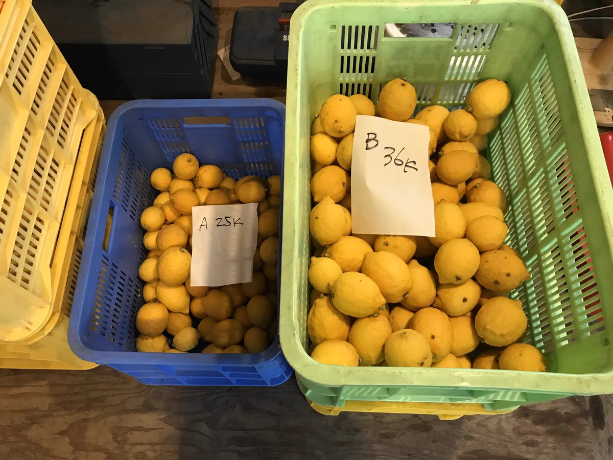 【お得情報】静岡県産のレモンが1キロ500円で購入できるツイートが話題に