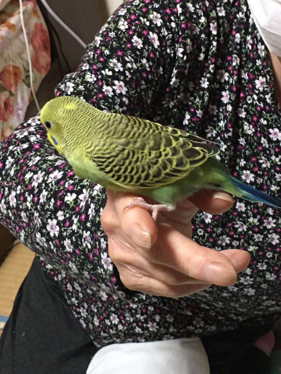 minamo_ike's tweet photo. 【迷い鳥】
祖母の飼っていたセキセイインコが逃げてしまいました……
・場所
大阪府和泉市池上町
・日時
4月24日　15:30ごろ
・特徴
名前は「ぴーちゃん」　頭のてっぺんに黄色い丸模様があります

#拡散希望　#迷い鳥　#迷子鳥　#迷いインコ　#セキセイインコ　#探しています https://t.co/33YZ34GZpT