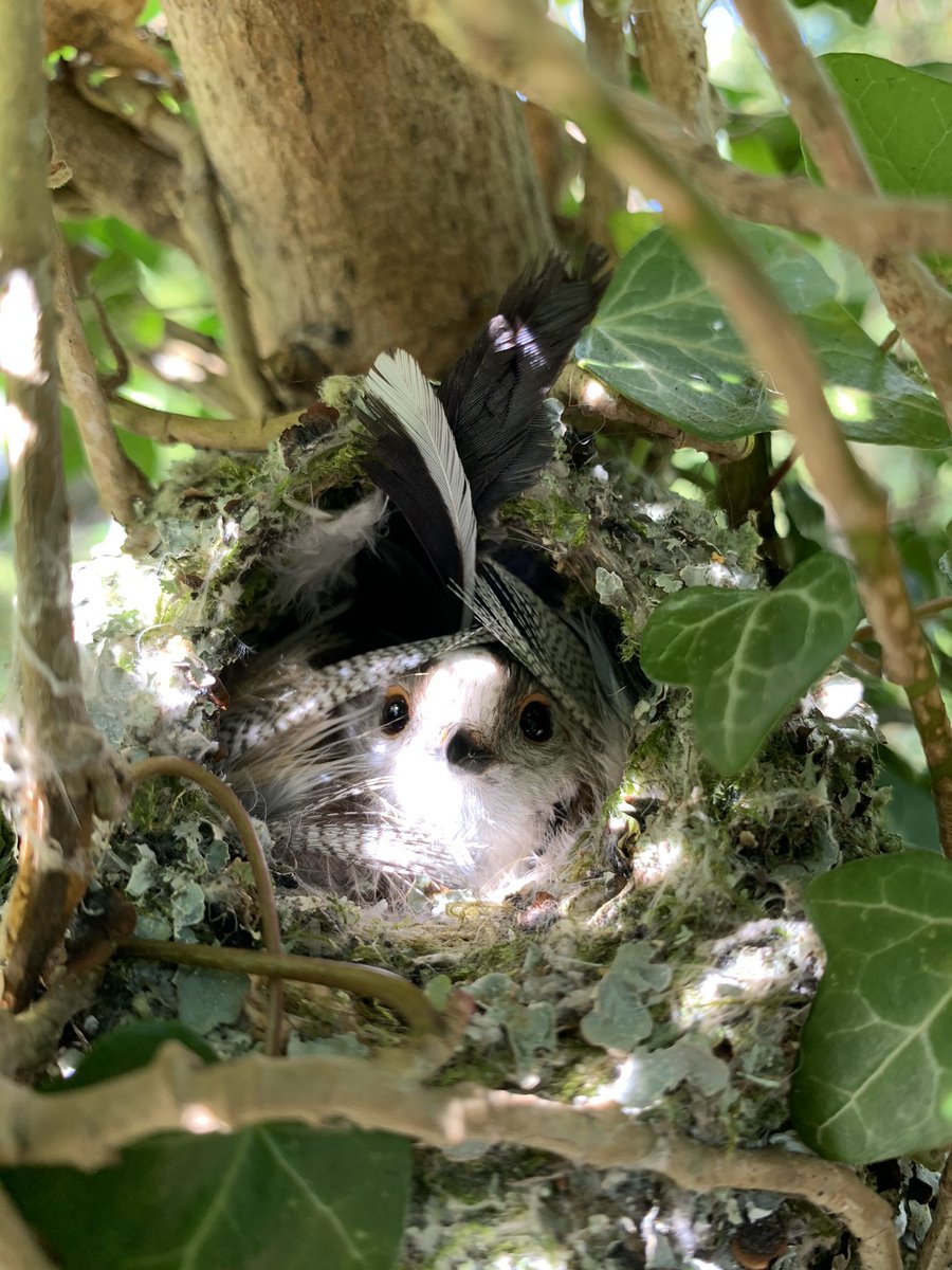 Incubation is in full swing! Most of nests are now incubating but we had the first hatchlings today! Exciting times!
We also have more nests than last year. Are we going to break the biggest number of nests record?
#longtailedtits #longtailedtitproject #fieldwork #postdoc