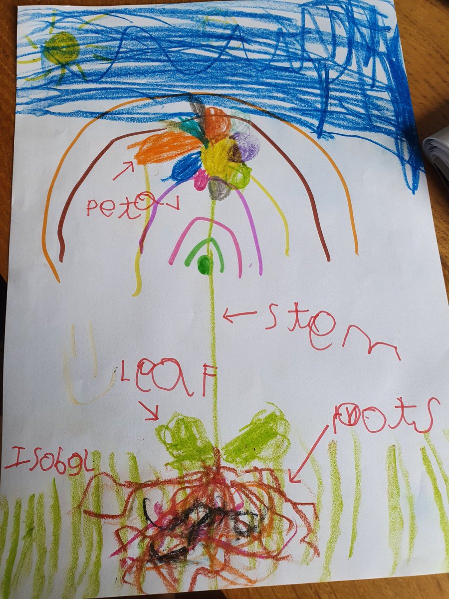 loobare's tweet photo. @BGrovePrimary Isobel (reception) has been busy drawing and learning about parts of the flower today 🌻🌼🌹🐝 https://t.co/EzOEqYHRRk