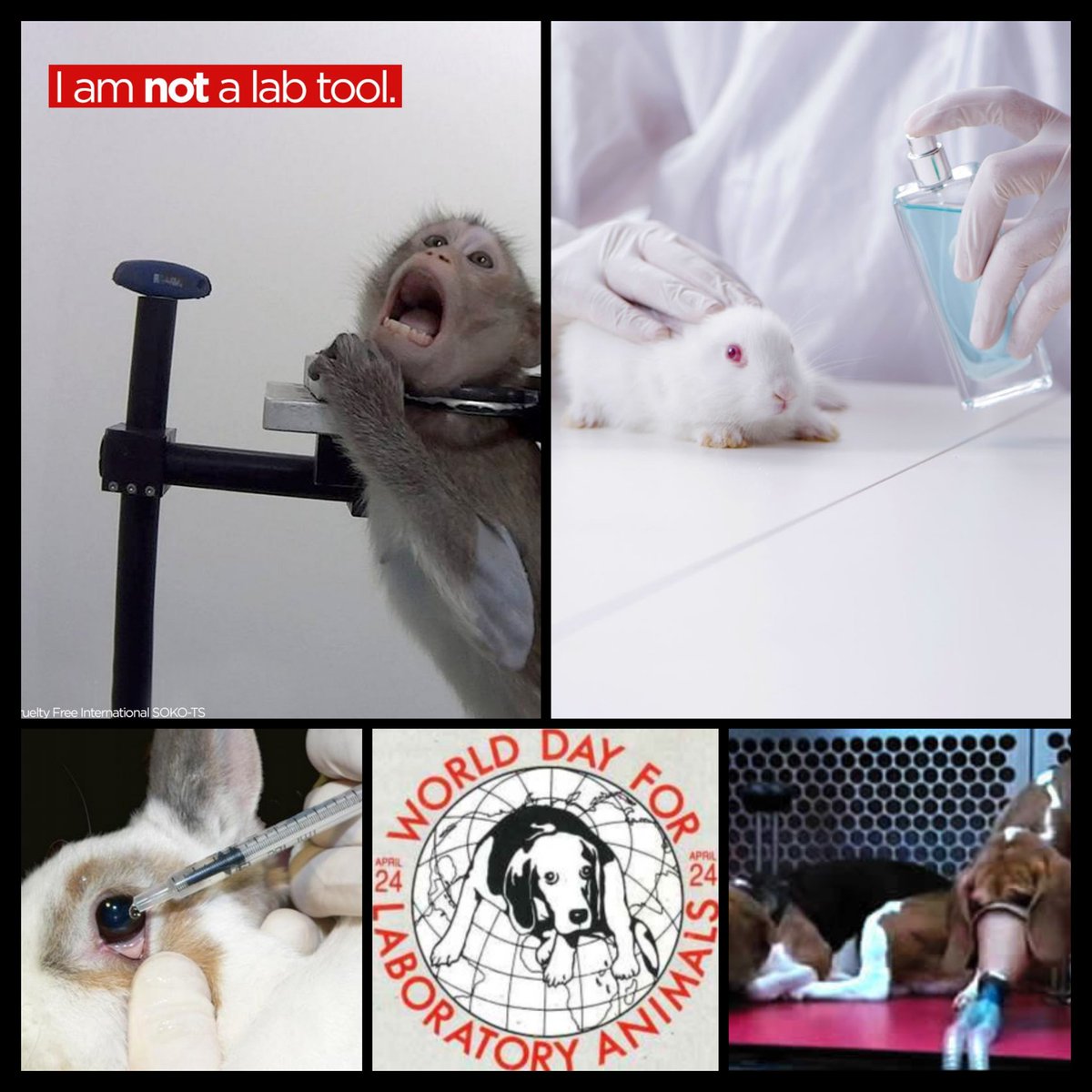Msshiningsoul's tweet photo. #WorldDayForLaboratoryAnimals #WorldDayForAnimalsInLabs #SilenceForLabAnimals ๐ฏ๏ธ๐ Stop any animal cruelty! โ๐ https://t.co/B74HzFHooC