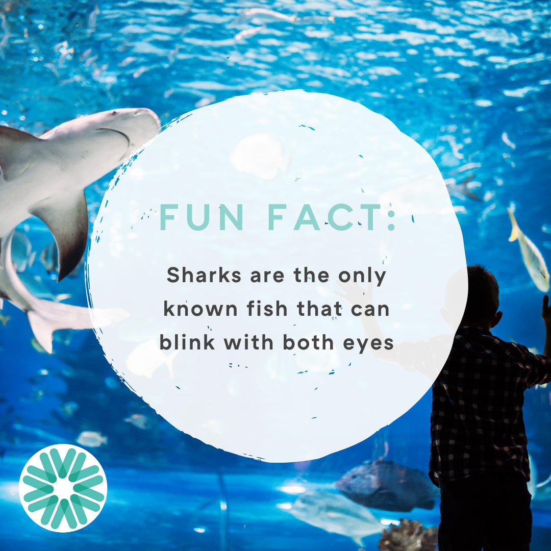 H2Child's tweet photo. Do you know what fish can blink with both eyes? #funfact #sharks https://t.co/Qu0qgq4MWv