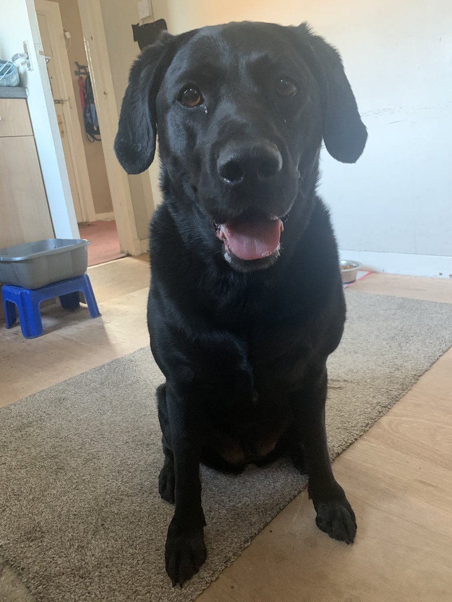 SmallScottish's tweet image. What’s lilly thinking about?