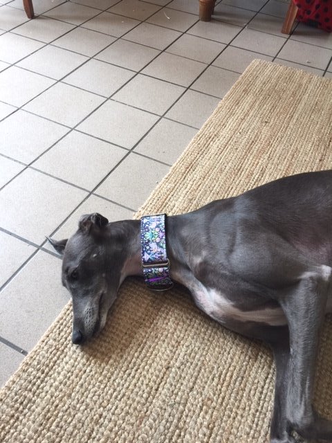 Boo modelling a new Houndland collar as only a Greyhound can 🤪💚🐾