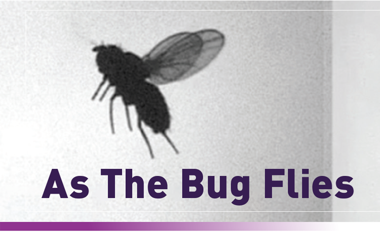 Micro air vehicle researchers are looking to fruit flies and Phantom High-Speed cameras for information on how to improve flight controls. Watch the video summary online and download the case study at: bit.ly/3bFI1Zm (Provided by @phantomhispeed)