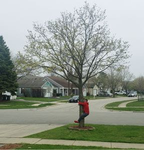 VioletaTanase4's tweet photo. 8th-grade student vs me - Hug a tree :) #ArborDay #ELearningWeeklyChallenge @HawthornMSS https://t.co/BLZ5yjeCdo