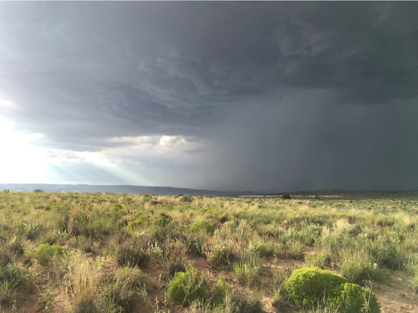 USGSAZ's tweet photo. The #USGS_SBSC is using genetic data to improve plant restoration efforts in the arid west: https://t.co/3JdlaYTllC #NativePlant #Drylands #USGSEcosystems https://t.co/1lzhiqfyRv