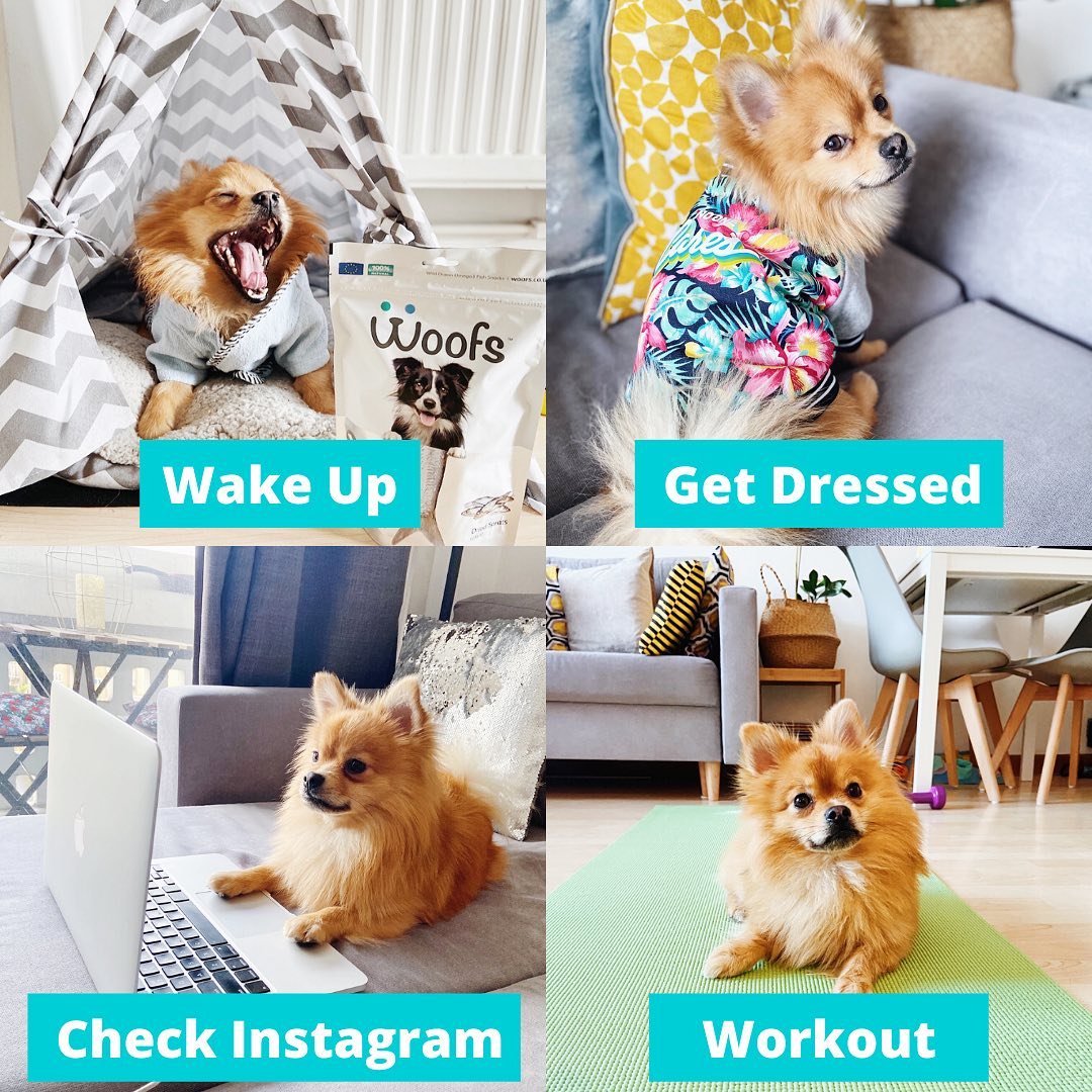 WoofsFishTreats's tweet image. Does Romeo's #lockdown routine sounds about right to you?

We'd love to feature more of these, so make sure to tag us in your tweets for a retweet

🐶❤🐟

#GetAWag #LockdownRoutine #Dogs Credit: IG/Romeo_pompom @dogownersuk