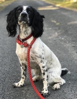 millypod1's tweet photo. 🆘LILY LONG LEAD ATTACHED #Lost #ScanMe  
White And Black Sprocker Female. 1/2 docked tail
Clows Top (fields off Tenbury Road) #CleoMortimer
#ClowsTop #Kidderminster #DY14 
https://t.co/A2wEt4DHqE https://t.co/9Qn4OJjUZf