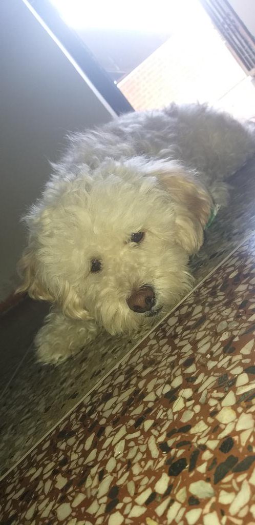 NurielvisPalma's tweet image. #Cuarentena #kiam #Aburrido 🐶❤🥰 eres mi mejor amigo.