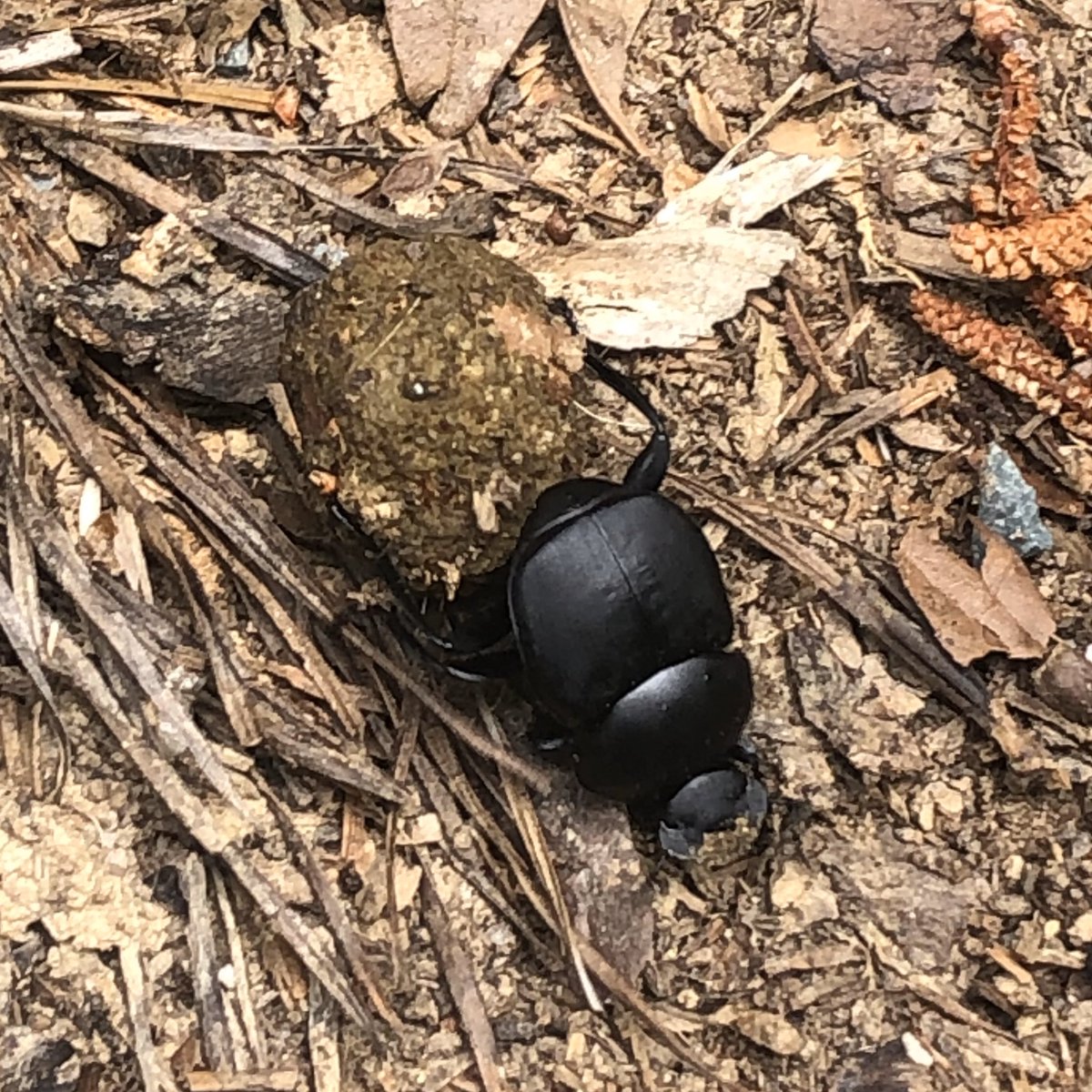 IT’S A DUNG BEETLE!!!