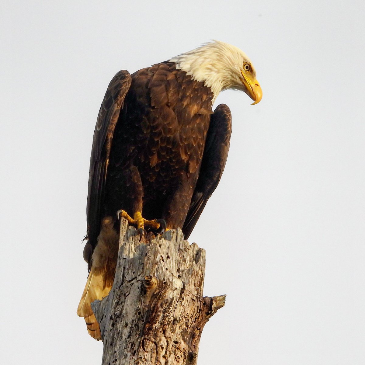 Early Friday morning in my #dawnwalk - lots of wonderful #spring #birds and #wildlife to see! Mink! Beavers! Yellowlegs. Owls! And song birds! Have a great day everyone! #Staysafe and #staypositive! #Baldeagle in the #sunrise light 24 April 2020 #fraserriver #vancouverbirds