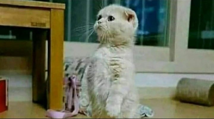 weirdobabe_'s tweet photo. Me for the 10th time in 2 hrs*
Maa kch khane ko hai kya? https://t.co/cNGzA9s4st