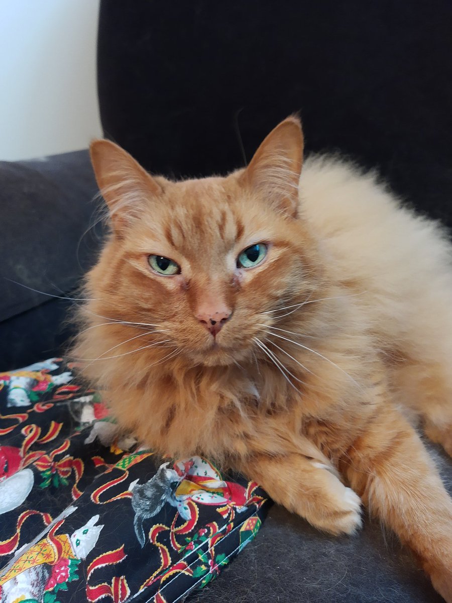 This is my cat, Max. He is very lazy and scared of almost everyone, even though he's one of the biggest cats I've ever seen. My Grade Ones have heard me talk about him, so now, here he is! #petsofpdsb