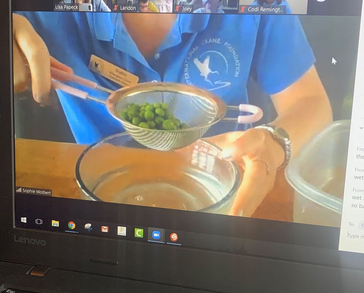 LPapeck's tweet photo. Today, my students had special guests visit our Zoom class! Visitors from the National Crane Foundation talked about the cranes' habitats, adaptations, and more! It was a blast! Thank you to Miss Deng for the idea! #eLearning #cranes #fifthgrade https://t.co/7pOiZQVtfe