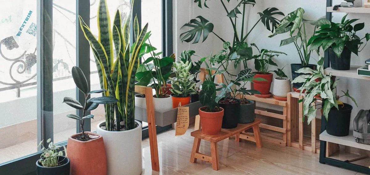 localmx_'s tweet photo. Plantas que son verdaderas bombas de aire para esta temporada de calor X https://t.co/b5zNm2DhQw
Abrimos hilo. 🧵
#BajaElRitmo #localmx https://t.co/3Ia8E6Zf7X