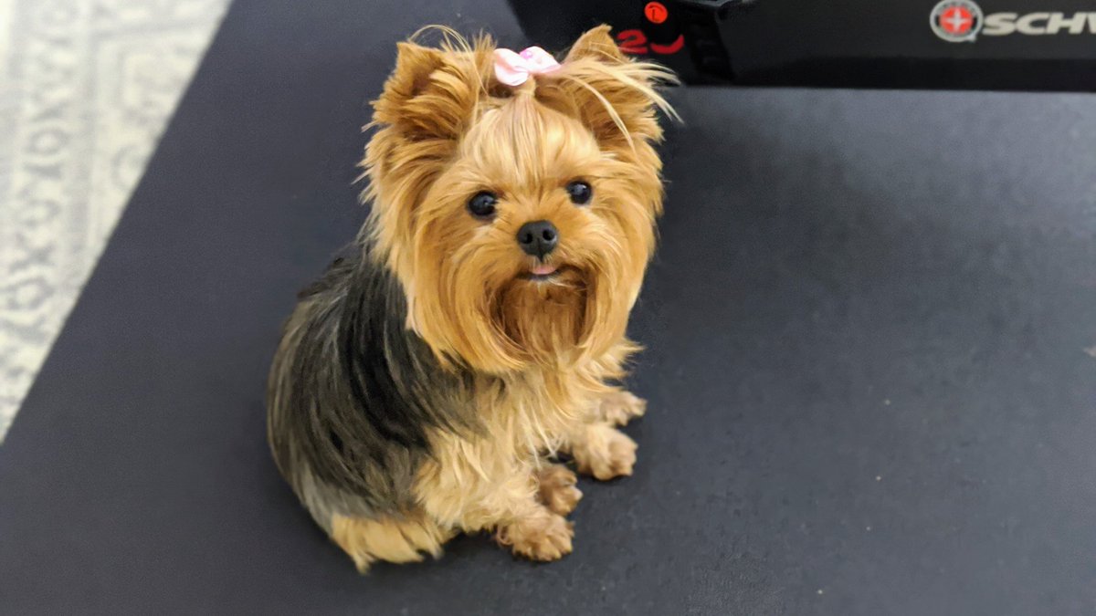 EChatsworth's tweet photo. Boo sends you her love! 😍 
Connecticut lockdown day 38

#yorkie #yorkshireterrier #thebrassqueen #brassqueen #authorlife #authorbuddy #cutedog #StayHome https://t.co/MRq0G7Xc1S