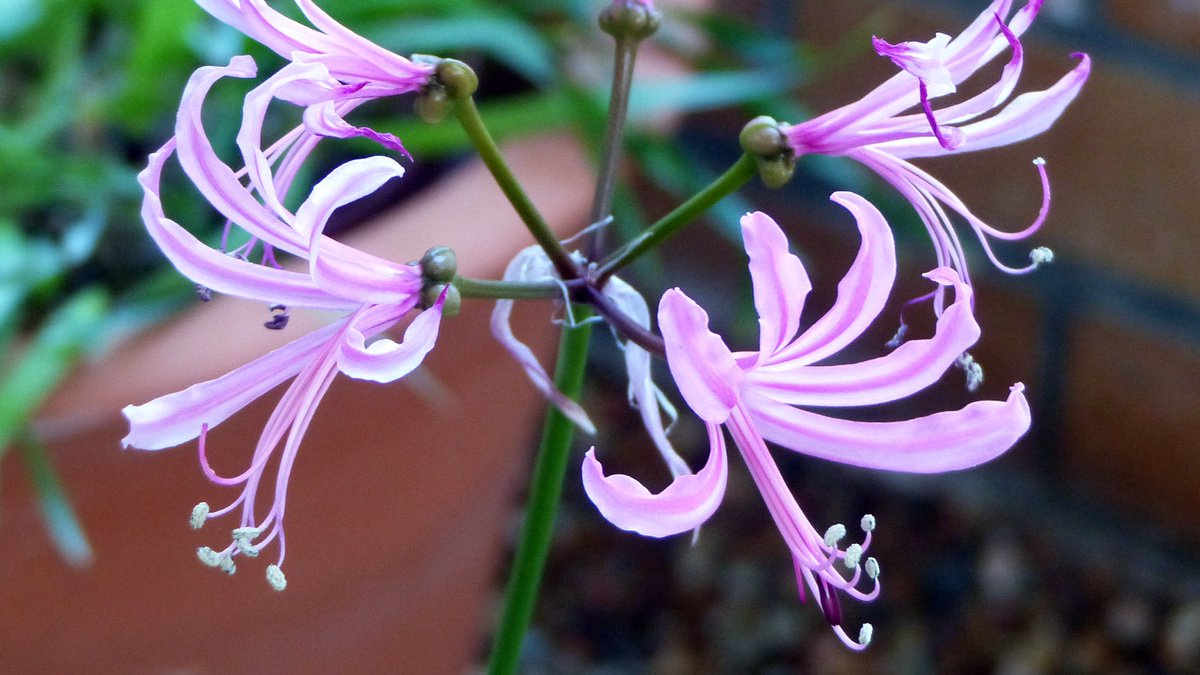 BotSocSA's tweet photo. The beautiful Nerine bowdenii is this week's #FloralFriday, coming from the Eastern Cape and KZN. It is easy to grow and very popular in cultivation, known for its beautiful and long lasting cut flowers. #BotSocSA #GrowIndigenous #MistbeltForest https://t.co/qdKgTlVFwk