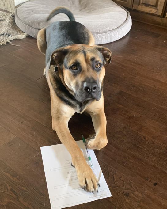 elar_gt's tweet photo. As NEISD charts a new path forward, the pets of our @NEISDGT ELAR students help them with their distance learning work! @bushneisd @ReadWriteNEISD #DLdistractions #QuarantineBehavior #WhoLetTheDogsType #AnimalLife
WEEK 5 β PETS DOING DL WORK
1/3 https://t.co/fs1DucBzrO