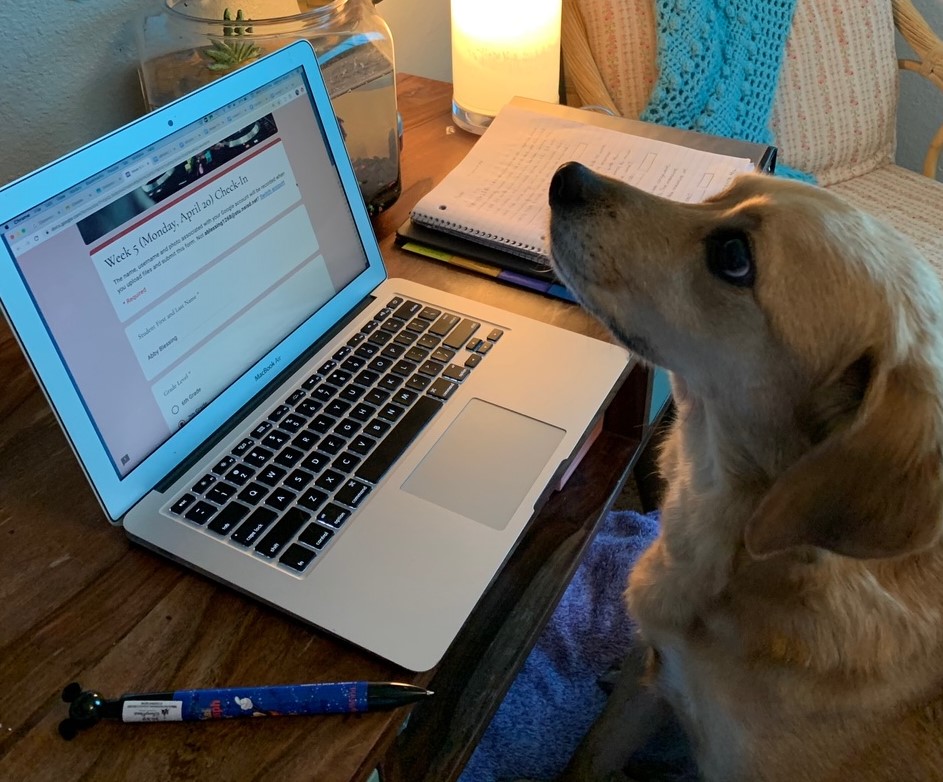 elar_gt's tweet photo. As NEISD charts a new path forward, the pets of our @NEISDGT ELAR students help them with their distance learning work! @bushneisd @ReadWriteNEISD #DLdistractions #QuarantineBehavior #WhoLetTheDogsType #AnimalLife
WEEK 5 β PETS DOING DL WORK
1/3 https://t.co/fs1DucBzrO