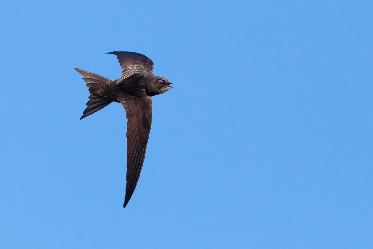 6 swifts overhead - first we've seen this year and at least 2 weeks before our first sighting last year. Welcome back! And some exciting news coming soon about swift conservation.... watch this space... #swifts #migrants #Spring