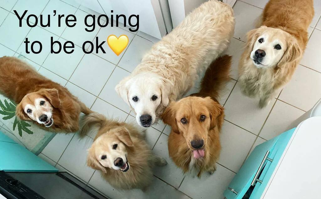 The Golden Ratio tweet media