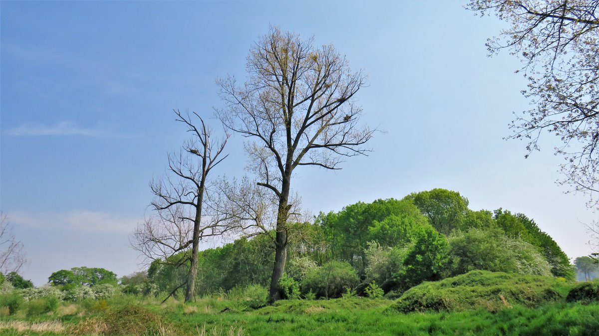 inja5248's tweet photo. #blauwe_reiger nesten in de #Breul bij #Echt
7 nesten in de kale bomen en 4 tussen het groene loof
nesten met één jong maar ook nesten met twee jonkies
@Sovon @VroegeVogels @vogelnieuws https://t.co/wQcstdU3ll