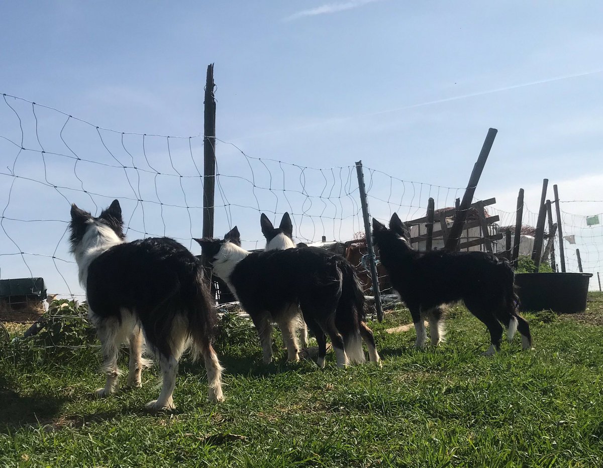 CatTheSheepdog's tweet photo. Back from afternoon pawtrol! We weres able to chase off some🧟‍♂️🧟🧟‍♀️... 🤨💪🏻 rrrRRraaAa! Now in our fields... Well, guess where ffe sheepies is?! 🤪#ZSHQ #zzst #dogsoftwitter https://t.co/AM8gjGEqbD