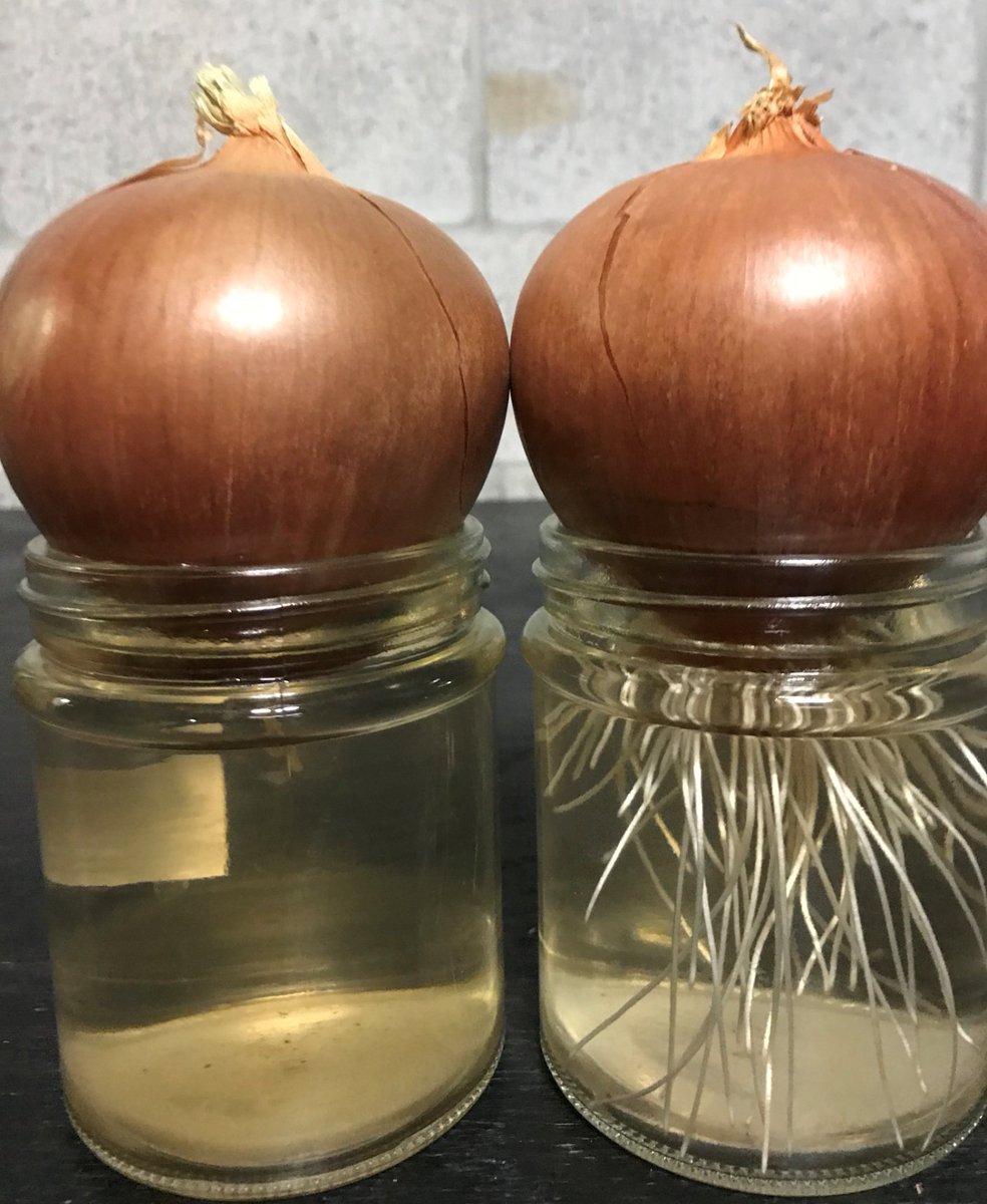 pipedreemzinc's tweet photo. great week setting up research to prove our claims on our new solventless extraction system and altered water. FYI I'm now President of a new Cannabis tec company and we have a couple new products for the Cannabis industry. The altered water results are amazing, more to come https://t.co/ZZUe5w2IkK