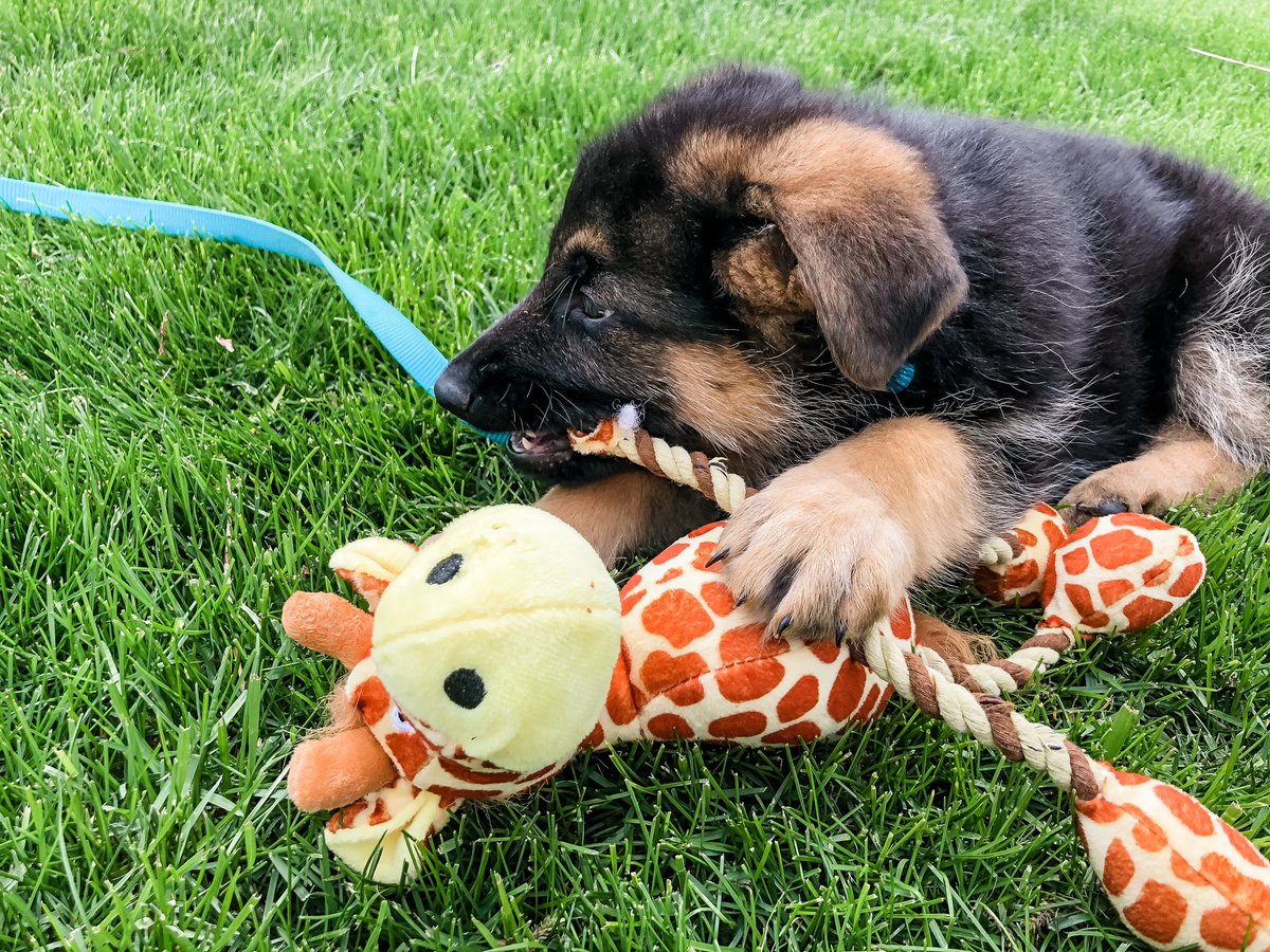 Mrs. Straub ⌬ tweet media