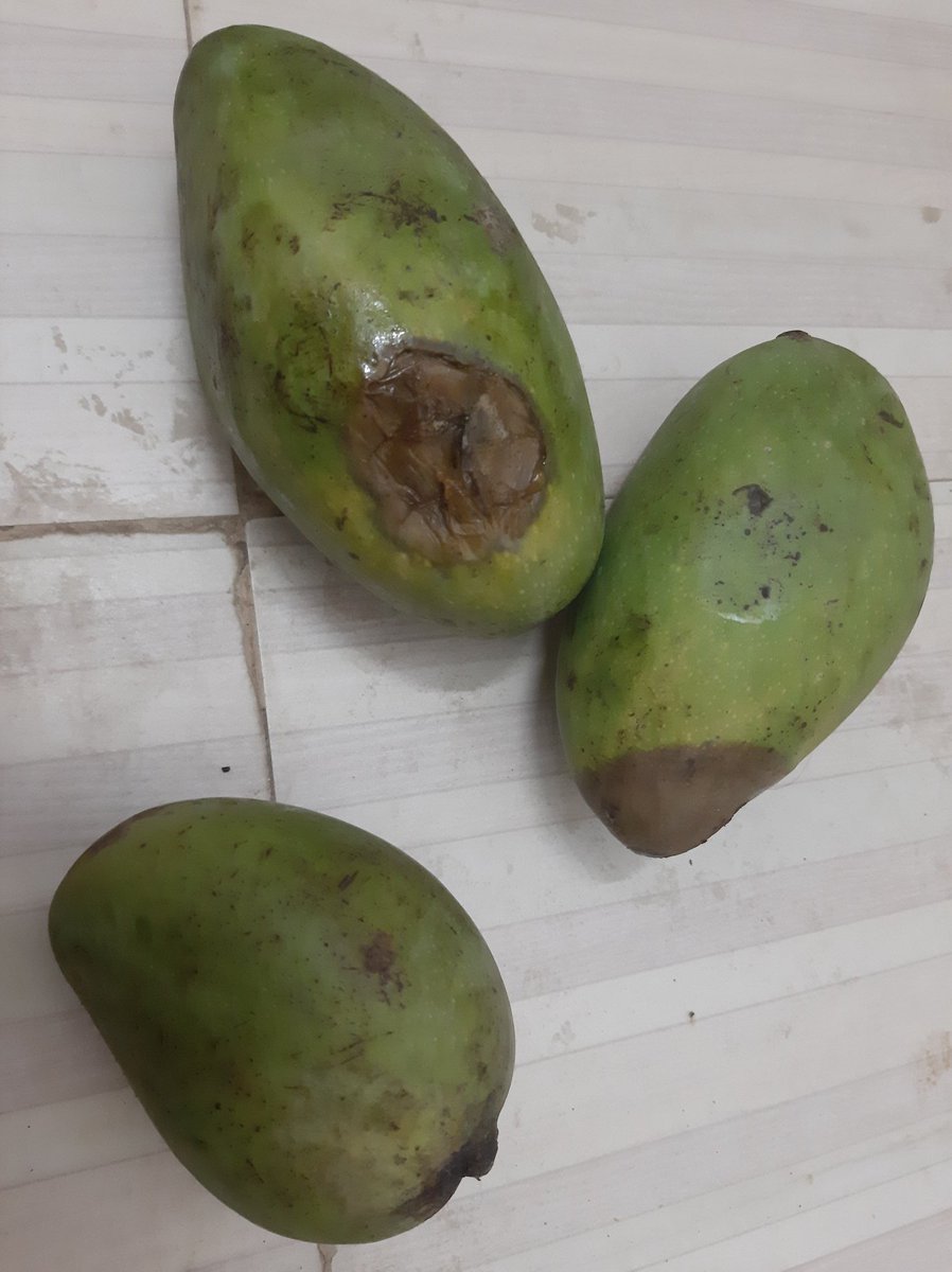 HanumantHRao's tweet photo. In this pandemic situation @bigbasket_com  is delivering this kind of decomposing veggies.
Location: tellapur, hyderabad.
Sorry for tagging KTR sir 
@jagograhakjago @hydcitypolice @KTRTRS @CommissionrGHMC @fssaiindia . #bigbasket
#jagograhakjago, #hydcitypolice , #ktrtrs, https://t.co/TUStQ967P0