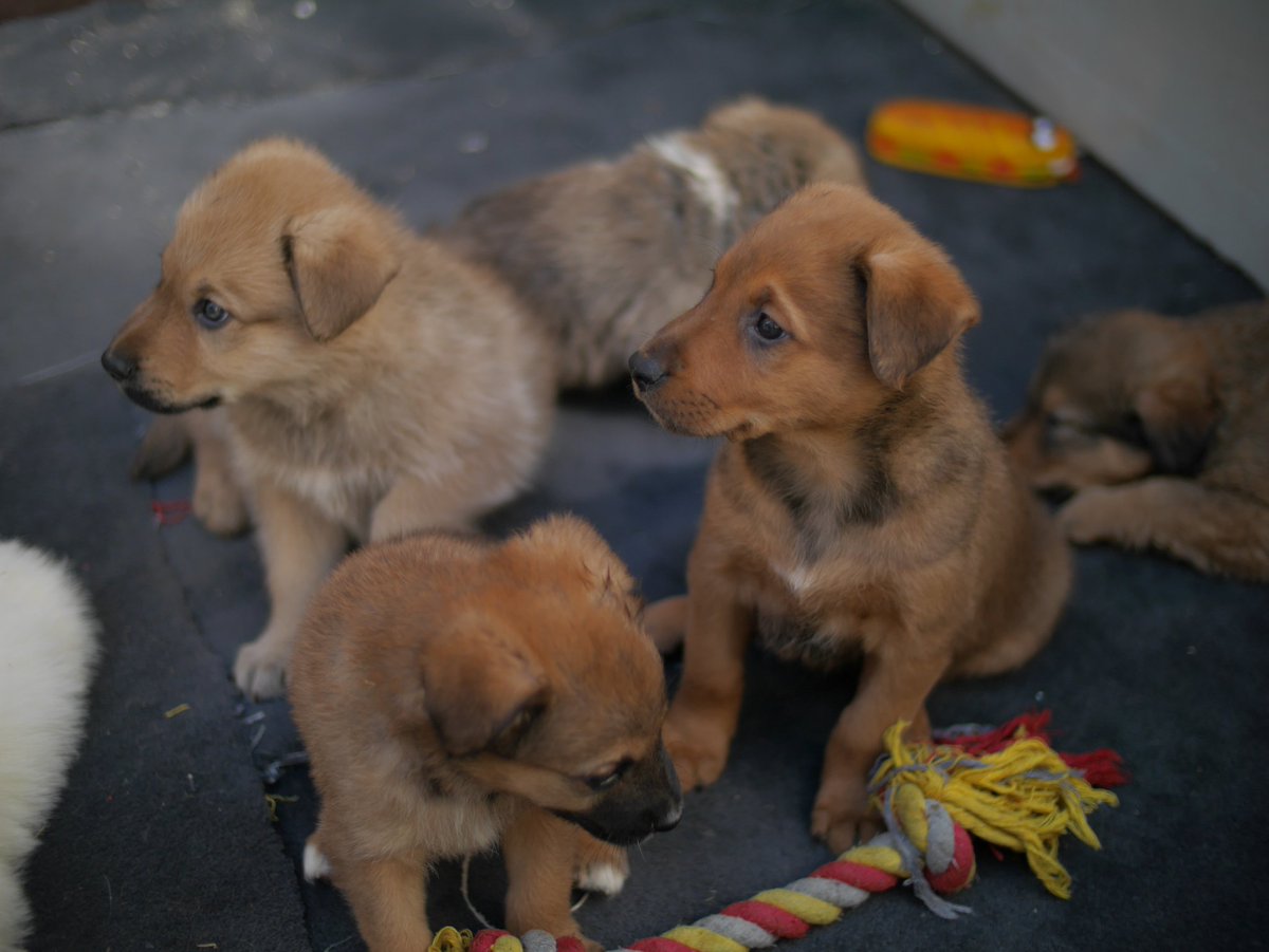 Obturatuur's tweet photo. Twitter c'est la merde j'ai besoin de ton aide /RT SVP
Juste avant le confinement la chienne de mon coloc a eu une portée de chiots
À cause de la situation actuelle il arrive pas à s'en défaire, ça fait un sacré bordel dans le jardin, les voisins se plaignent, la place manque
1/2 https://t.co/4cTA3KLbXk