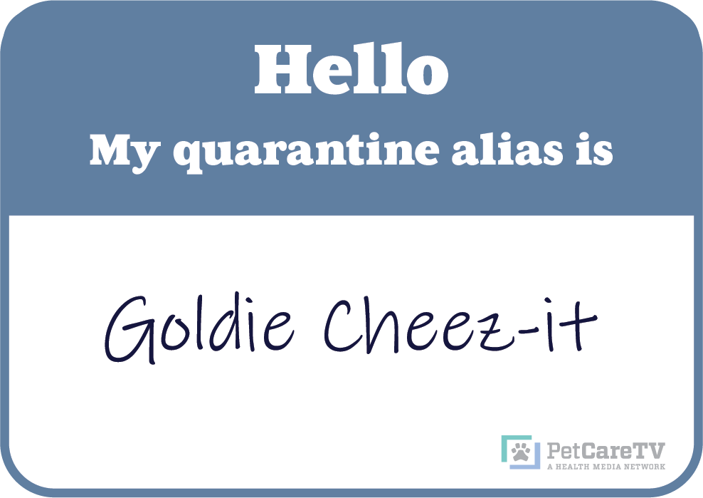 _PCTV's tweet photo. What’s your #quarantine alias? Combine the name of your first #pet with your favorite isolation snack. I'm Goldie Cheez-Its.  

#PCTVathome https://t.co/4Y3AxOEG38