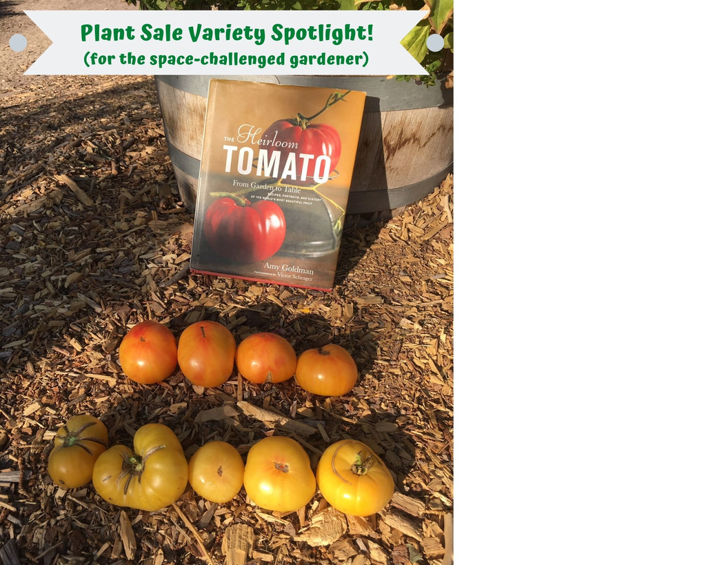 At this year's plant sale, we’re featuring five dwarf tomato varieties: Dwarf Purple Heart (new for 2020!), Dwarf Rosella Crimson, Dwarf Beauty King, Dwarf Sweet Sue, and Dwarf Caitydid. Perfect for containers and for the space-challenged gardener!

#WasatchCommunityGardens
