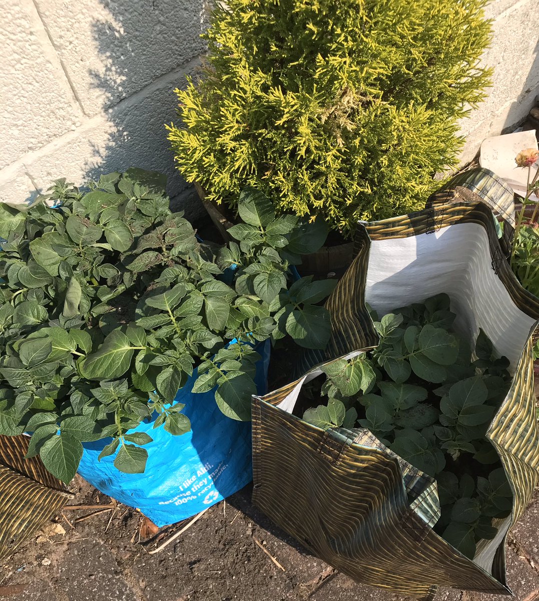 ruth_corney's tweet photo. Cylch Meithrin Nelson’s potatoes are definitely growing @EAS_FoundationP @BrimbleGaynor 😳🥔🌱 https://t.co/ySG9CdukNm