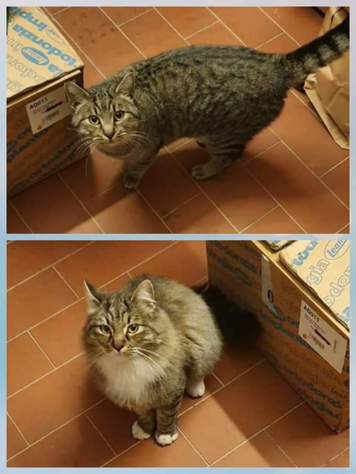 MariaLauraZavag's tweet photo. RT per favore CD da Facebook 🆘 URGENTE ADOZIONE PER QUESTI DUE GATTI 💙💙BUONISSIMI CHE VOGLIONO UCCIDERE😠💔😭🆘🙏PER MAGGIORI INFORMAZIONI CHIAMARE NUMERO DI RIFERIMENTO #4VoiceLess https://t.co/72DqIkqThm