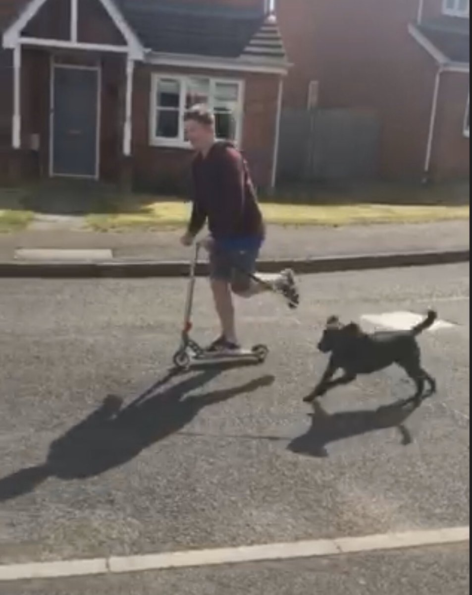 BrookfieldLear1's tweet photo. Luca working diligently on his learning tasks, he has also learnt to make his own snacks and figured out a unique way of walking the dog whilst on a scooter, talk about multi tasking!! We are so proud of you Luca! 🌟 
Well Done
 #resilience #learningathome #proud #learningsupport https://t.co/ozrL6KzHfY
