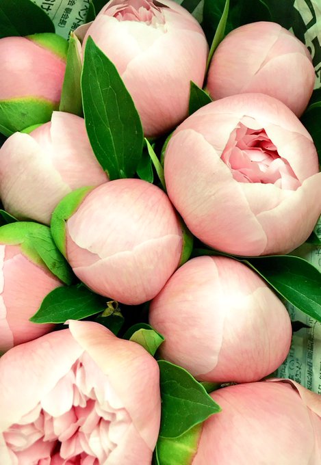 スカビオサのtwitterイラスト検索結果 古い順