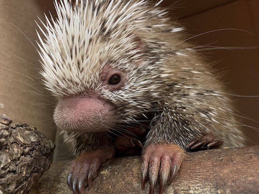 florida_escapes's tweet photo. Porcupette Named in Honor of Disney Cast Member at Disney’s Animal Kingdom Theme Park: https://t.co/my4MEXZhHf https://t.co/b0cp9b9Tl1