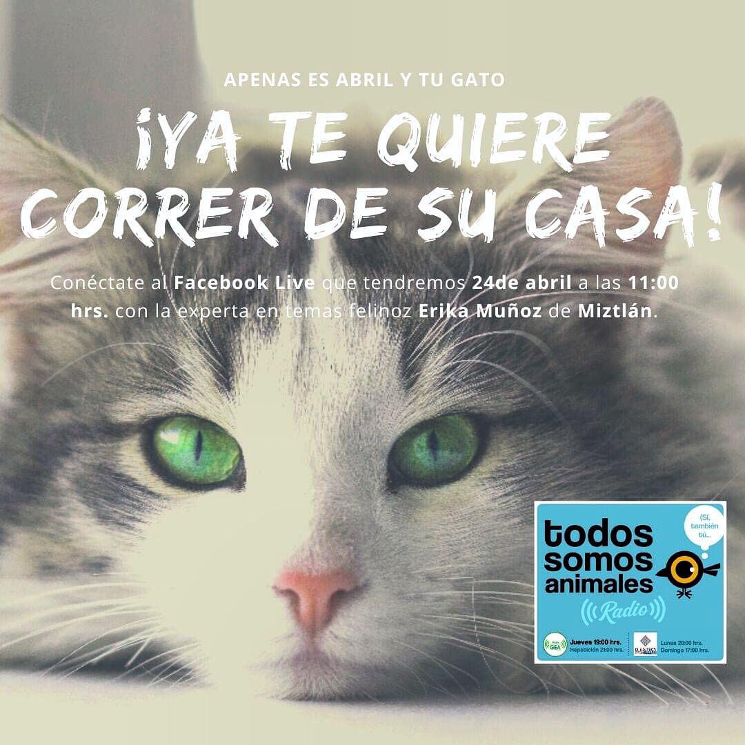 #HOY 11:00 no te pierdas el #FacebookLive para hablar de #gatos en esta cuarentena.  Nos acompaña Erika Muñoz de Miztlan.  No te lo pierdas. facebook.com/todossomosanim…