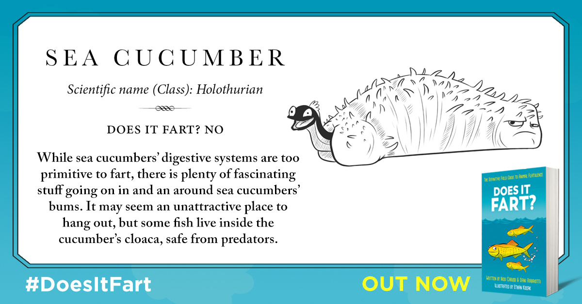 It's what you have all been waiting for - a thread on Animal farts. Just want to highlight some of my favourite entries from the book! 1. Sea cucumbers don't fart but there is a fish called a pearlfish that lives in their butt (well, cloaca) and eats their gonads.