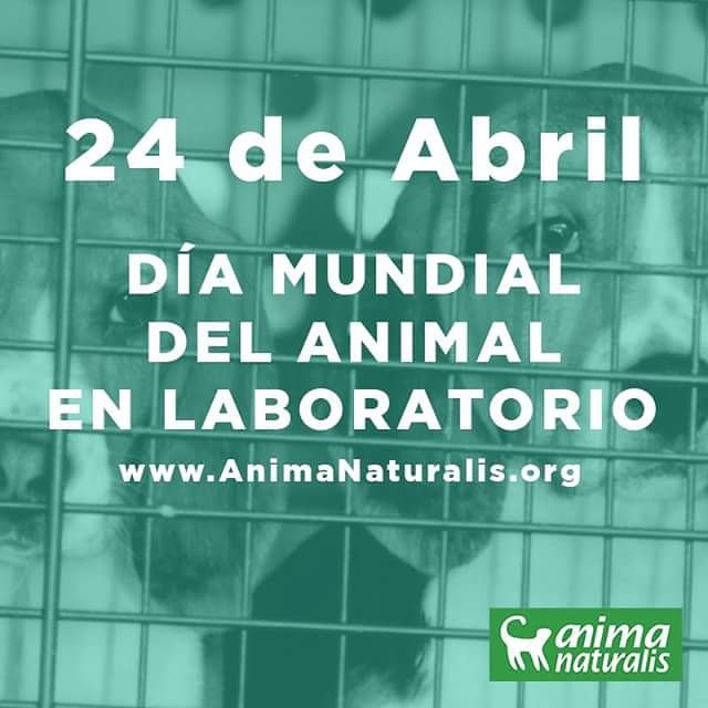 Jeanynova's tweet photo. 🐹Hoy es el Día Internacional del Animal en Laboratorios.

La experimentación animal es una de las fases más ocultas y discutibles de la ciencia y de la industria.

Más información: https://t.co/MWJeYkK58V https://t.co/iRUR5smGX0 https://t.co/nOXkdGR3Fi