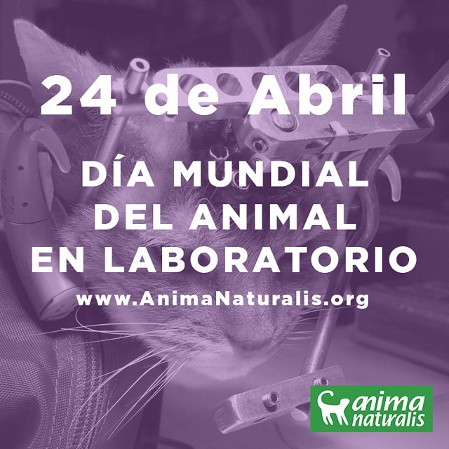 Jeanynova's tweet photo. 🐹Hoy es el Día Internacional del Animal en Laboratorios.

La experimentación animal es una de las fases más ocultas y discutibles de la ciencia y de la industria.

Más información: https://t.co/MWJeYkK58V https://t.co/iRUR5smGX0 https://t.co/nOXkdGR3Fi