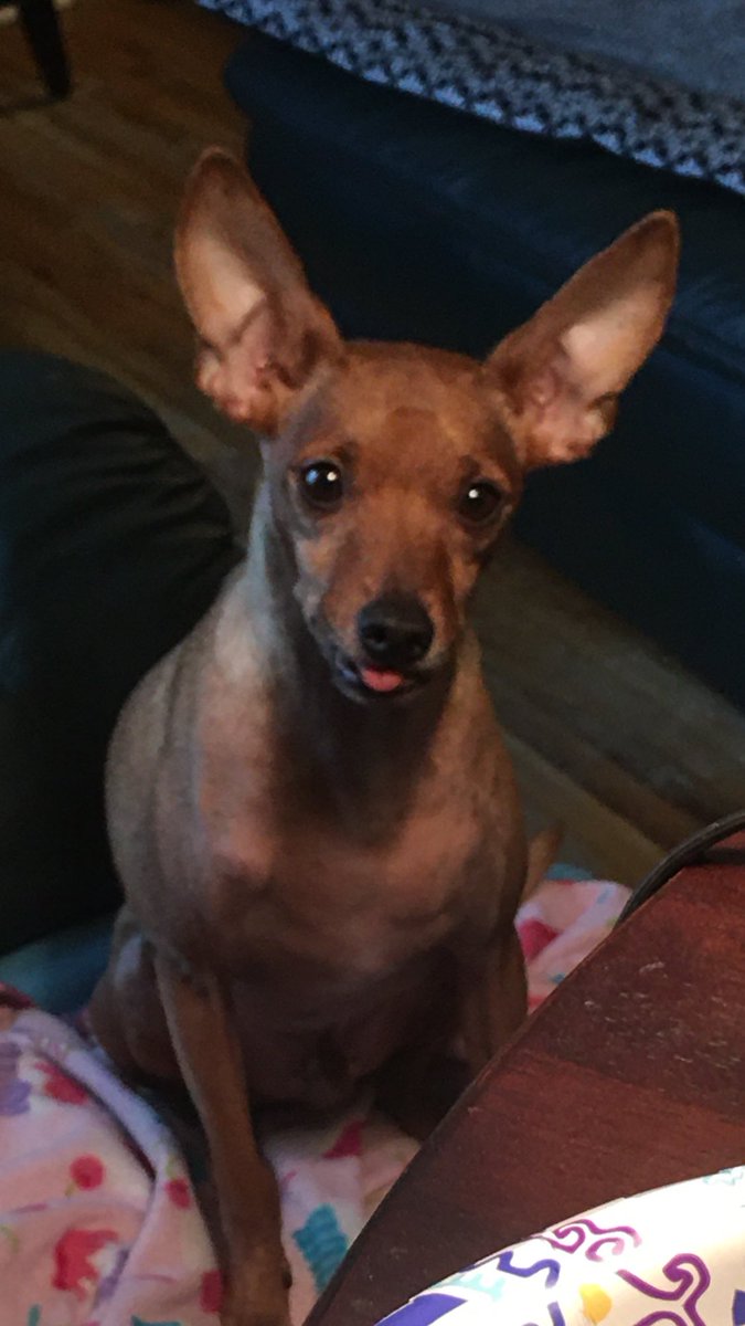 SassiestMinx's tweet image. Someone out there needs to see my boy, Blitzen, being derpy. #TheRedOne