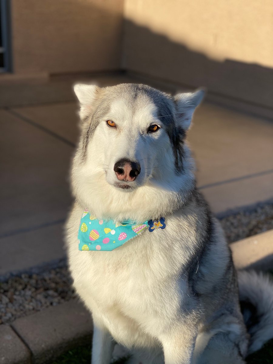 Happy Friday #WritingCommunity! Who are your #writingcompanions? Send us your pet pictures and tell us a little bit about them! 

I'll start: this is Loki!😍 He loves to sit next to me, no matter what I'm doing! He's got model looks but a model attitude for sure 😂