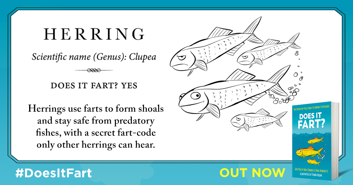 2) Herring fart to communicate. They release air from a specialised duct near their tails which makes a high pitched raspberry - scientists dubbed this a Fast Repetitive Tick - or FRT.