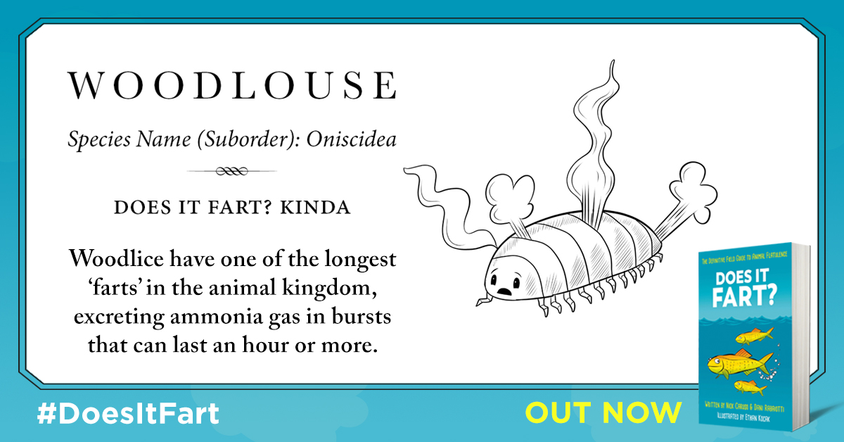 3) Woodlice/pillbugs basically fart out of their entire bodies all the time to get rid of ammonia and I for one think that is pretty awesome. Although I am glad we don't do that....