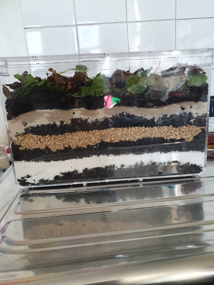 CecilRoadSchool's tweet photo. We celebrated World Earth Week by creating seed bombs they can be placed  in the garden and await the beautiful flowery surprise. Then we created a wormery, we found one worm we named Houdini, as he wouldn't stay still and tried to escape..Have a safe weekend everyone! https://t.co/CB4XUU0BYx