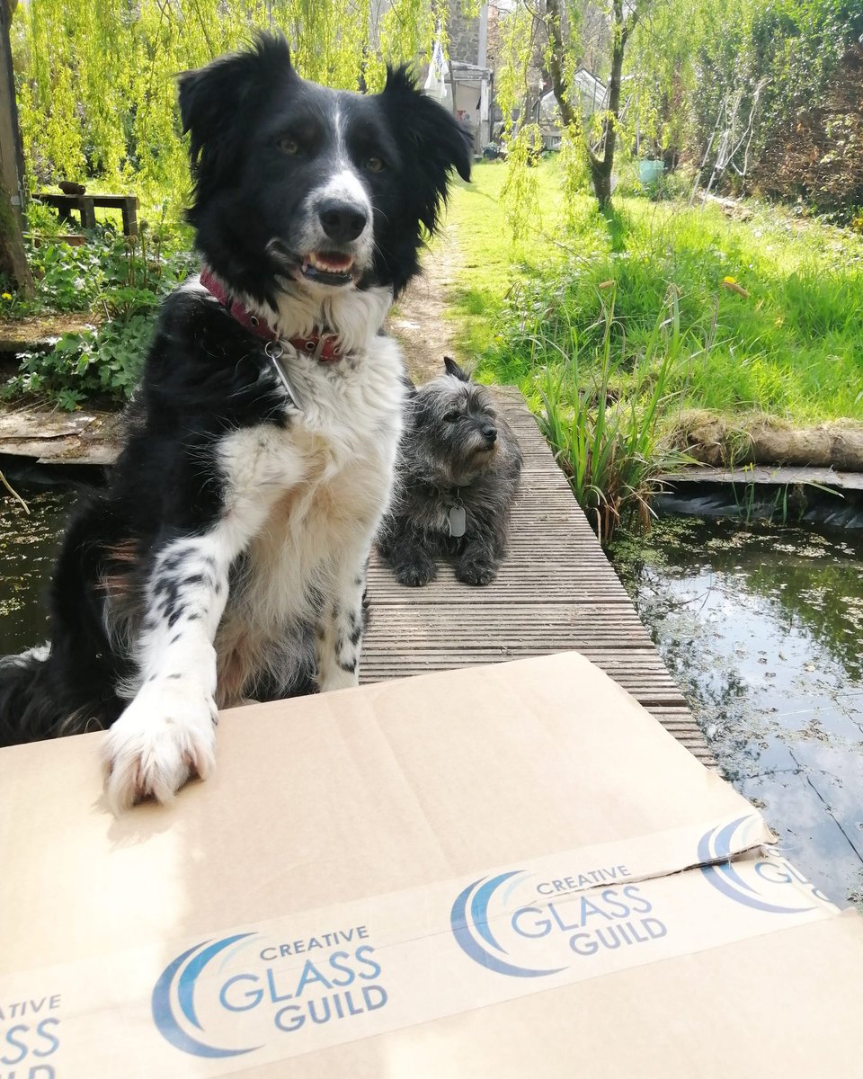 Otis is REALLY happy that his order from @creativeglassguild has arrived!

#studiodog #thankyou #diolch #stainedglassWales #stainedglasssupplies #creativeglassguild #greatservice
💙❤️🧡💚💛💜