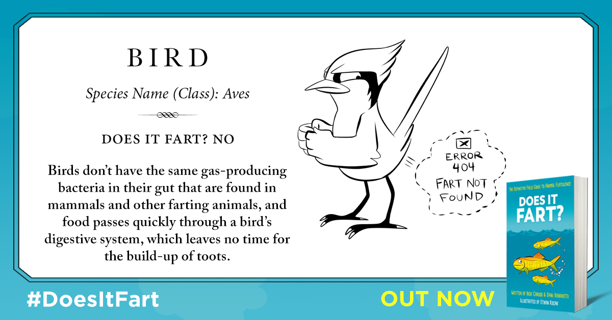 5) Did you know that birds don't fart? They lack the gut bacteria, and food travels through them really fast. A lot of people claim their parrot farts - but more likely it is just mimicking the sound of your farts!